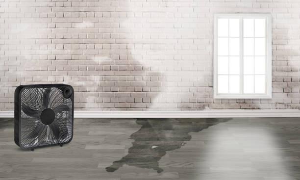 Best Water damage contractors near me  in Wellsville, MO