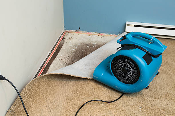 Best Water damage cleanup near me  in Wellsville, MO